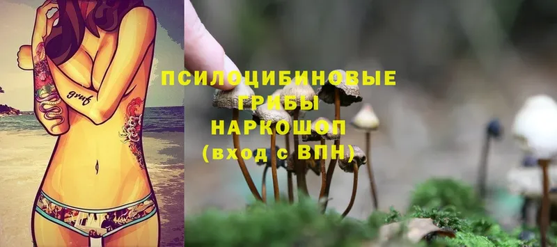 Галлюциногенные грибы MAGIC MUSHROOMS  цены наркотик  Бабаево 